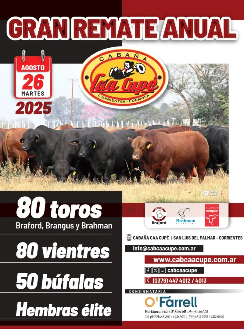 Caá Cupe 26 de agosto 2025