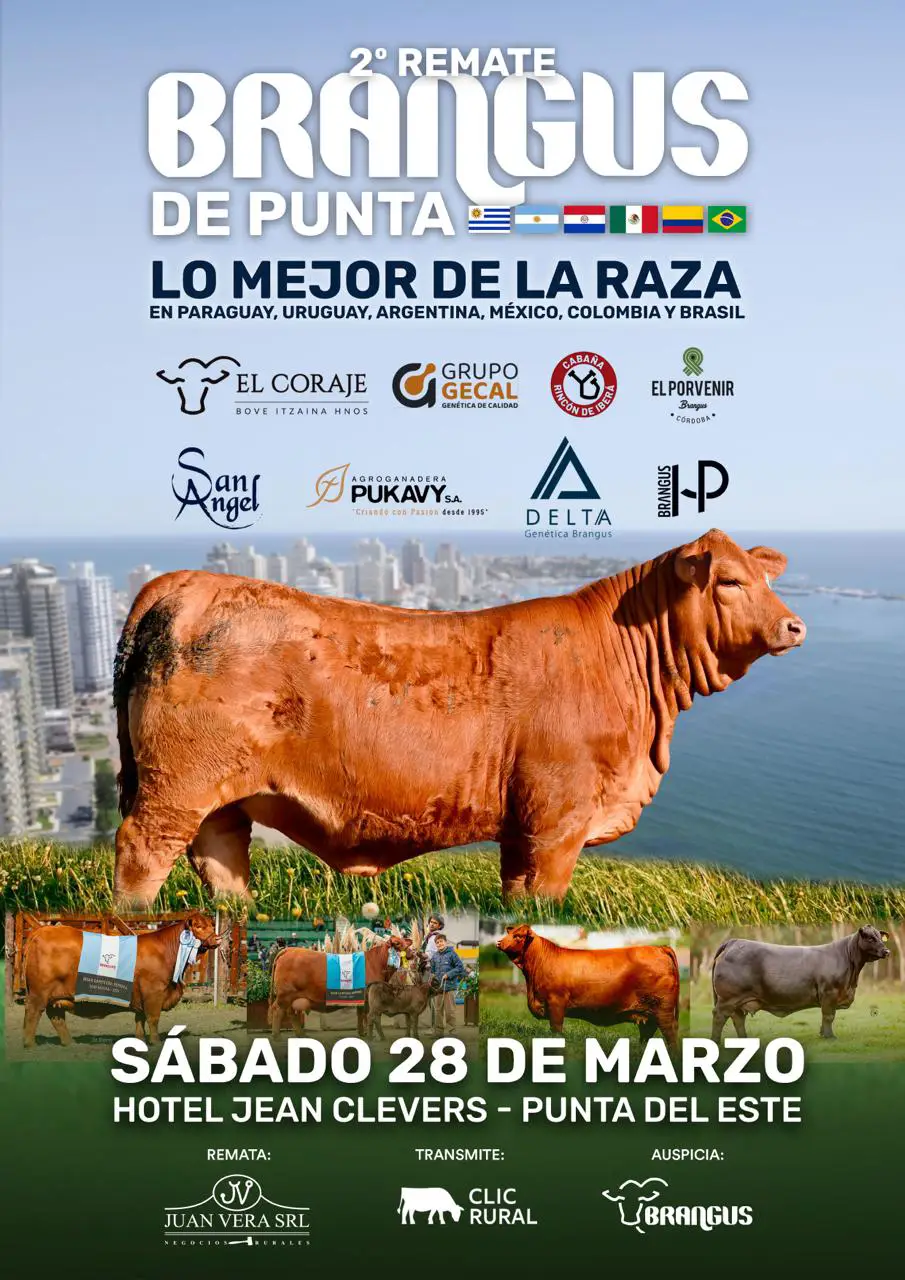 2do Remate Brangus de Punta
