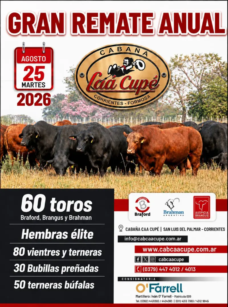 25 de agosto 2026 Caá Cupé